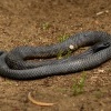 Pakobra paskovana - Notechis scutatus - Tiger snake 8072